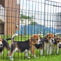 Beagle puppies-0