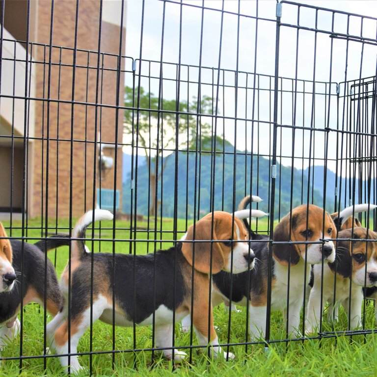 Beagle puppies