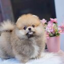 Mini Pomeranian Puppies For Sale-0