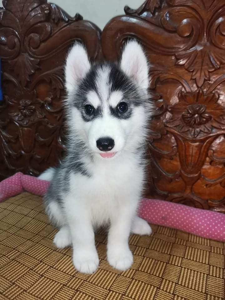 YIN YANG HUSKIES KENNEL