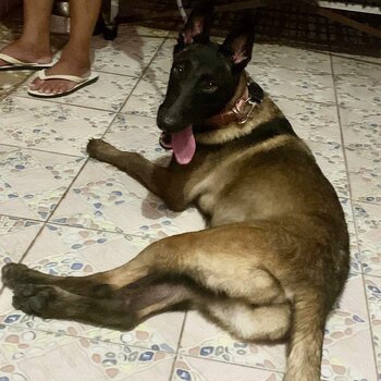 Belgian Malinois Pure Breed female 7 months old