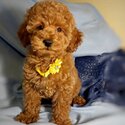 AMAZING TOY POODLE PUPPIES AVAILABLE -1