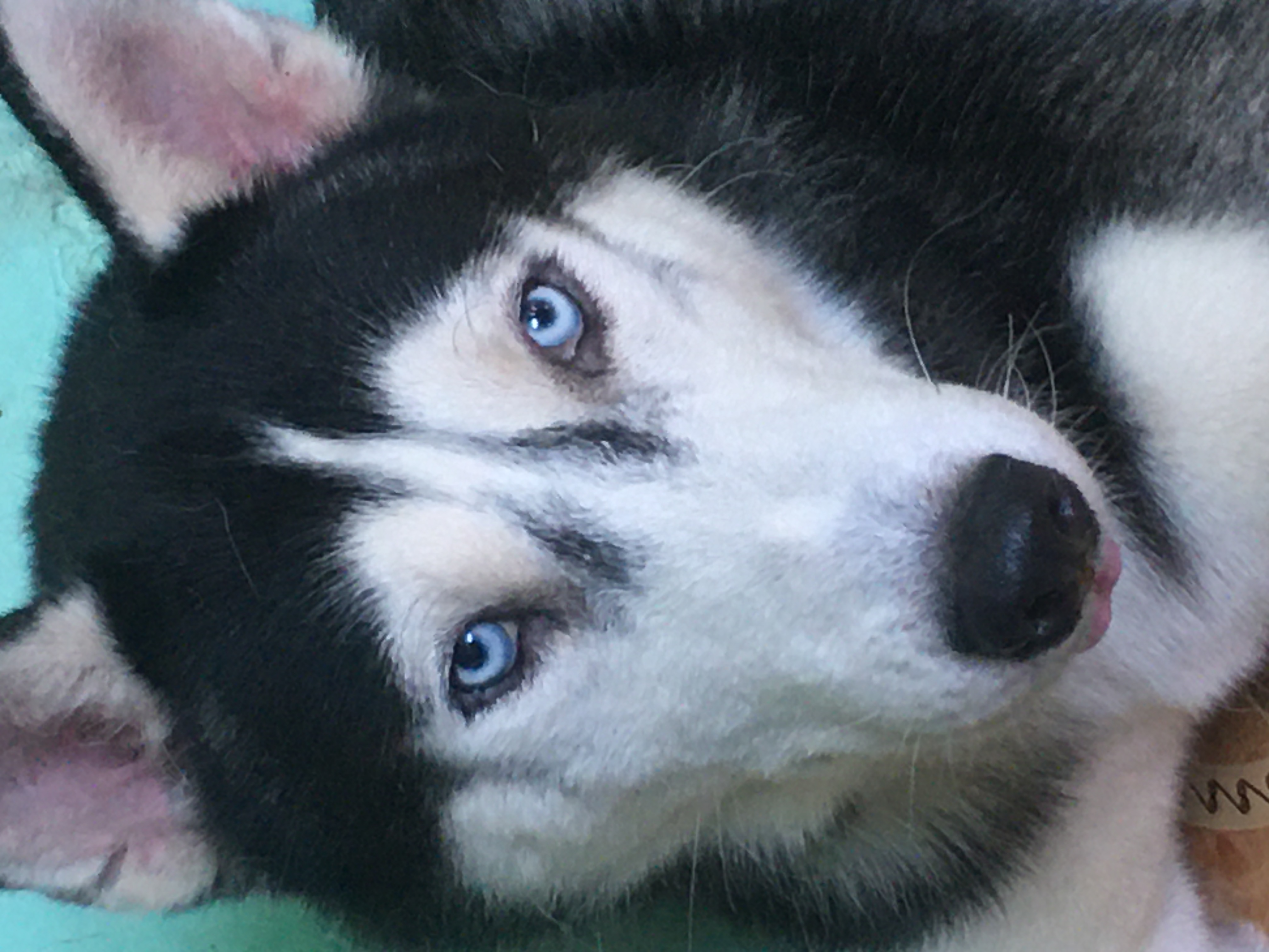 Siberian Husky 