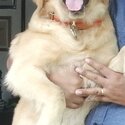 Golden Retriever-2