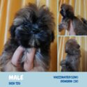 Shih Tzu Puppies-3