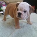 English bulldog puppy for adoption-1