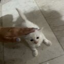 Persian Kitten-2