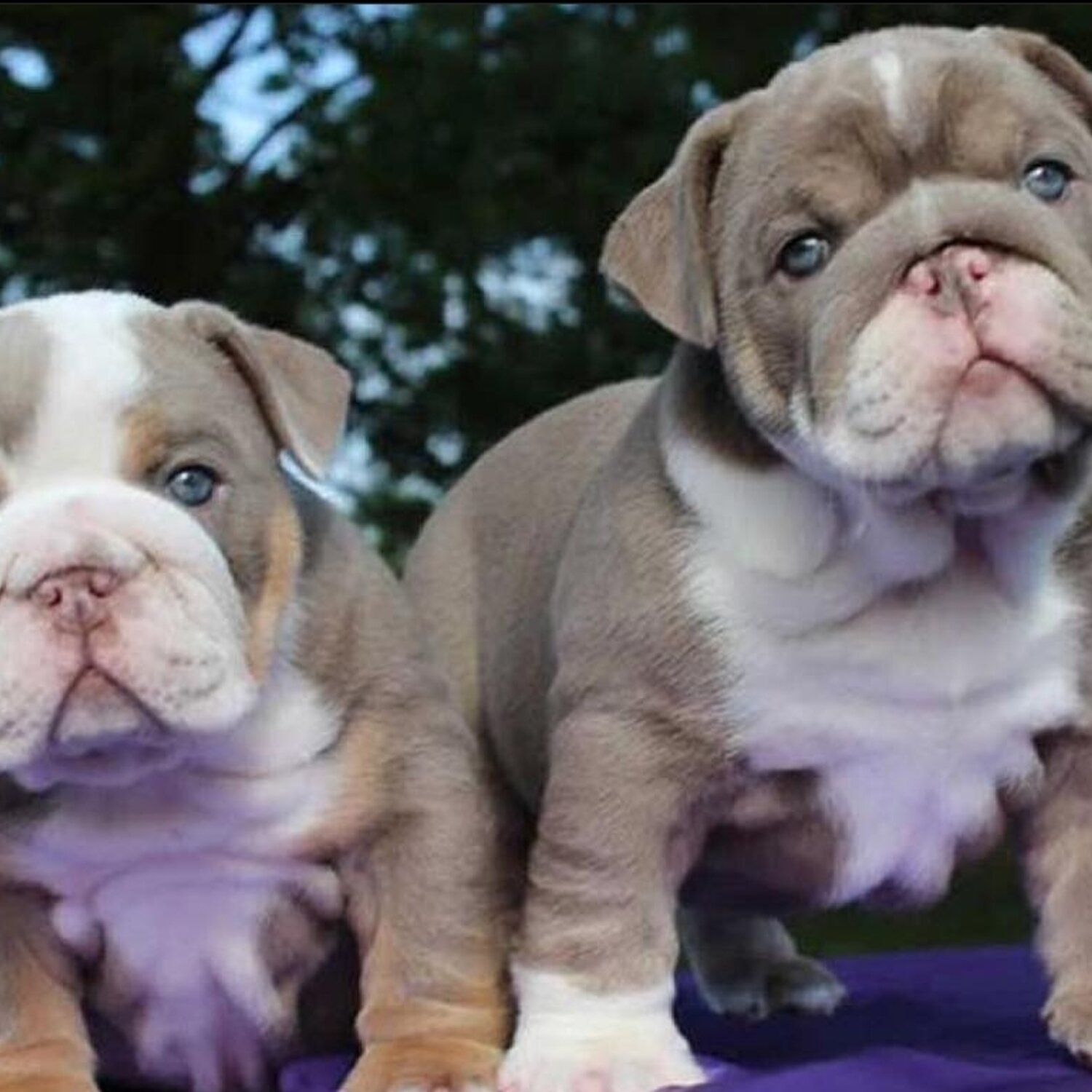 Healthy English Bulldog Puppies