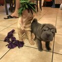 We have two beautiful Shar pei puppies-0