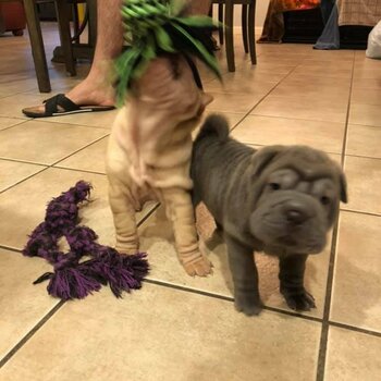 We have two beautiful Shar pei puppies