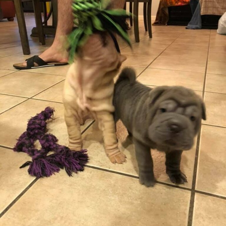 We have two beautiful Shar pei puppies