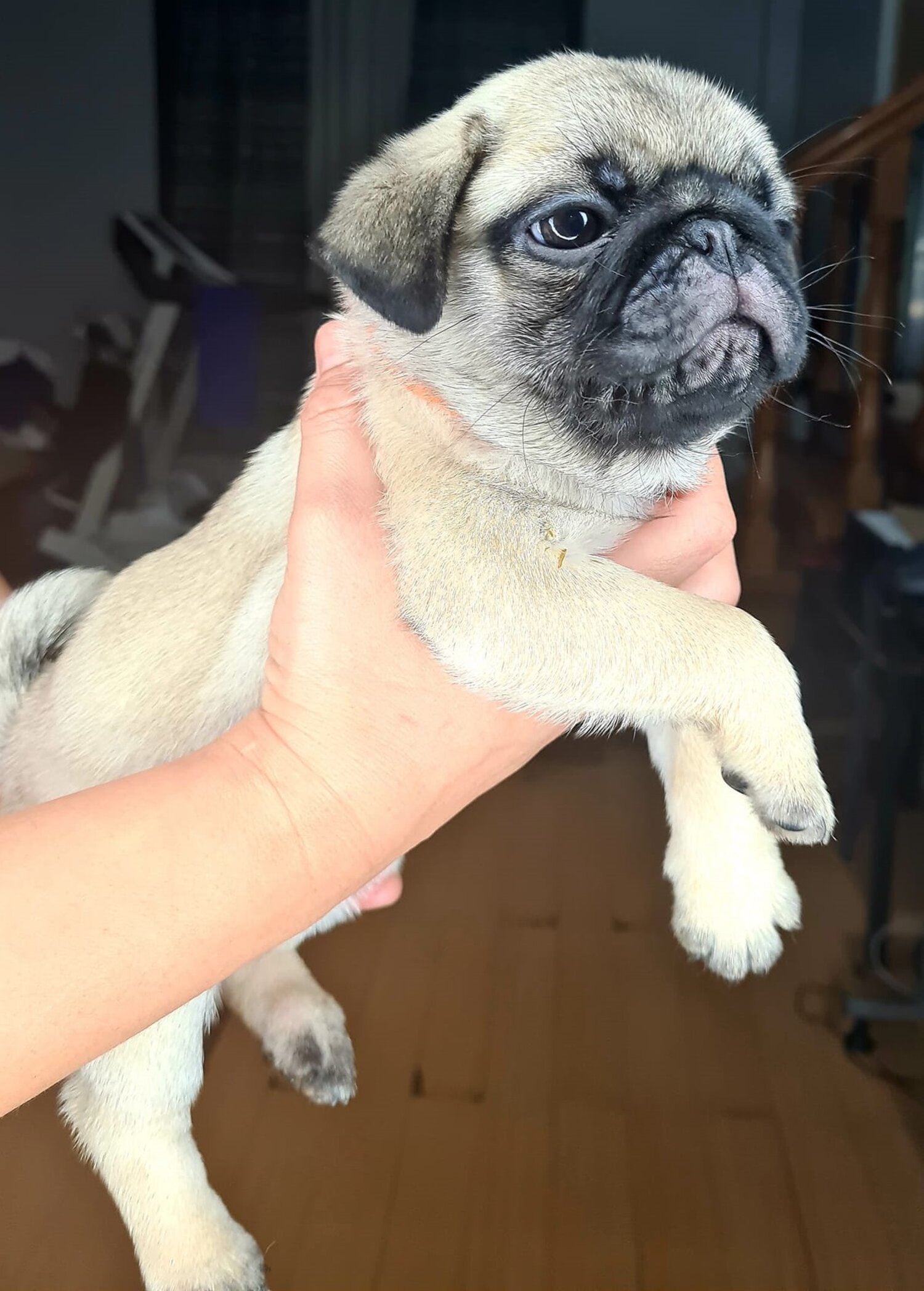 PUG PUPPIES FOR SALE IN METRO MANILA PHILIPPINES [DOGS]