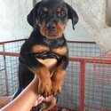 Rottweiler puppies-3