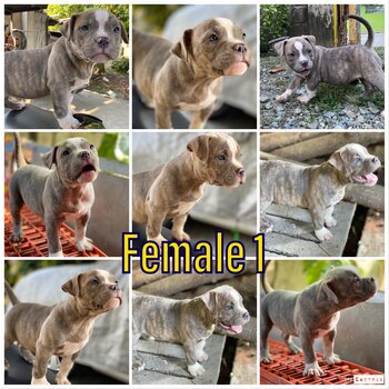 American Bully