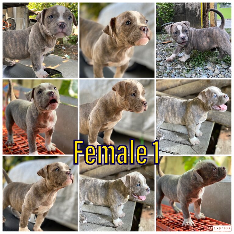 American Bully