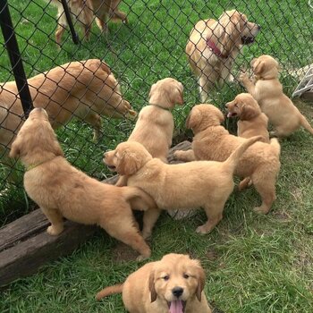 golden retriever Puppies Ready Now