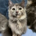 PERSIAN - GRAY TORTIE- FEMALE (AUBREY)-4