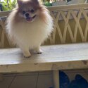 Male Pure Pomeranian from Thailand with papers-0