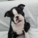 Boston Terrier Puppies-4