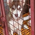 Siberian Husky for sale-1