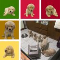 Golden Retriever Puppies in Bacoor-0