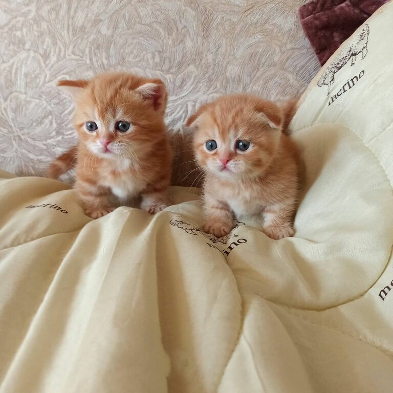 Sweet Munchkin Kittens 