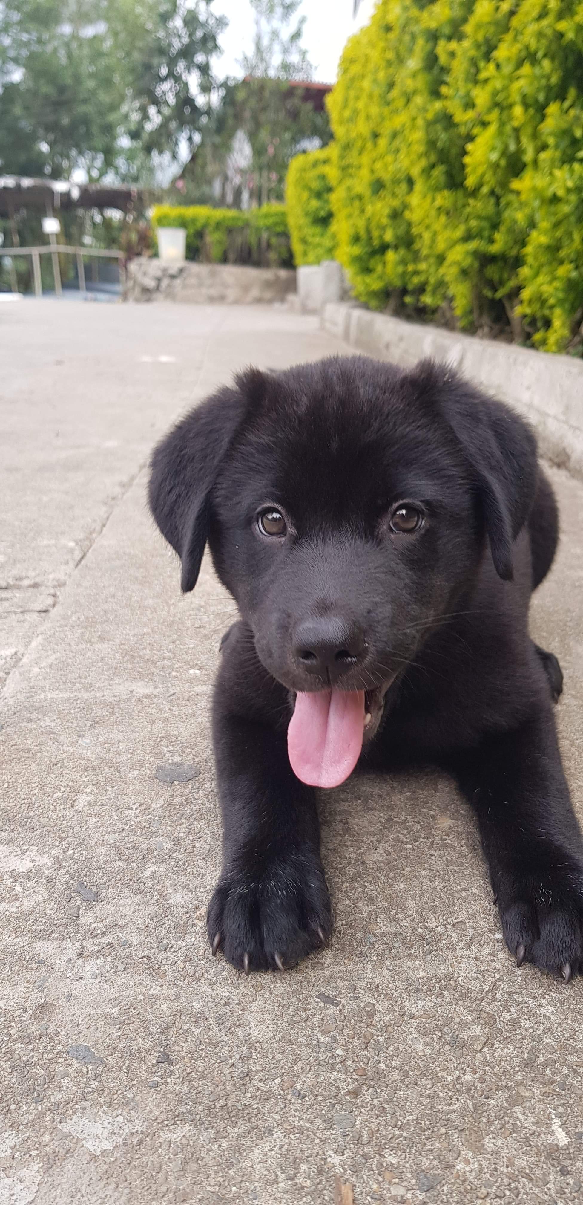 American Akita mixed with Labrador 