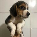 Pure bred beagle female-4