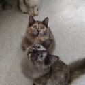 PERSIAN - GRAY TORTIE- FEMALE (AUBREY)-2