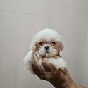 Shih Tzu Female-3