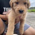 Golden Retriever Puppies-4