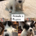 Australian Terrier x Maltipoo Puppies -2