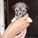 Purebred lhasa apso puppies-4