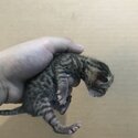 Bengal kittens for sale-4