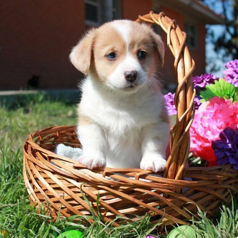 corgi Puppies