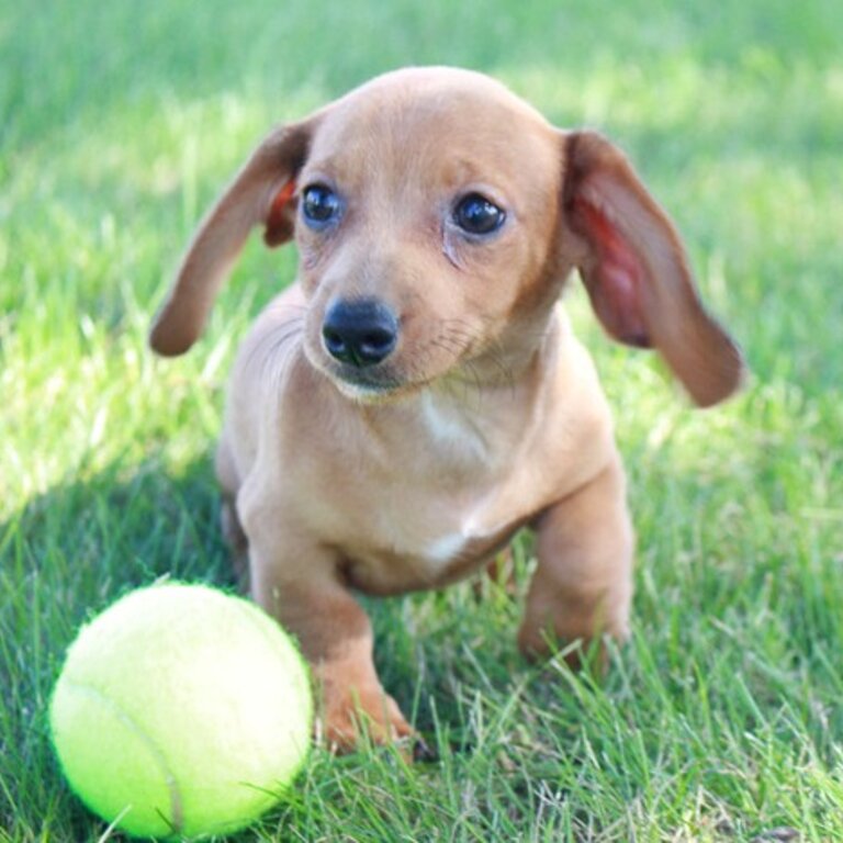 Dachshund Puppies