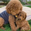 Stunning Golden Doodle Puppies looking for their forever homes -2