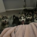 6 KC REG Stunning Siberian Husky Puppies.   -1