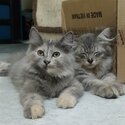 PERSIAN - GRAY TORTIE- FEMALE (AUBREY)-0