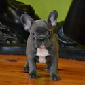 Rare Blue French Bulldog Puppies-1