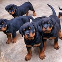 Rottweiler puppy available boy and girl-2