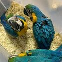 Available Fertile Parrots eggs and parrots for sale-0