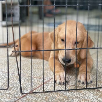 GOLDEN RETRIEVER PUPPIES