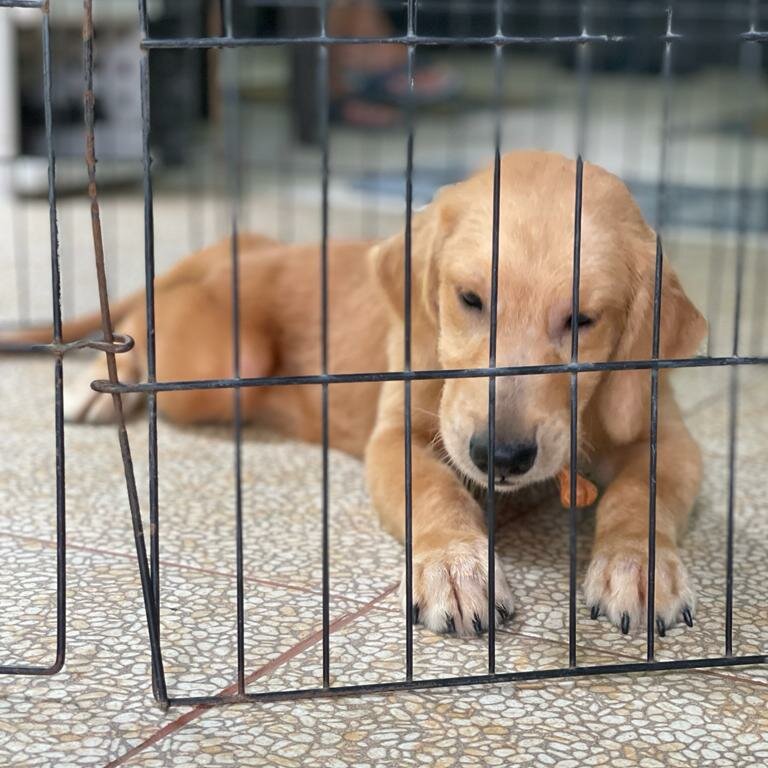 GOLDEN RETRIEVER PUPPIES