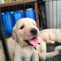 Pure Golden Retriver -2