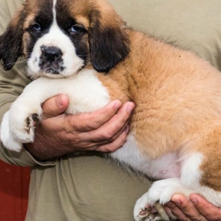 saint bernard puppies