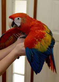 African Grey Parrot and Macaw Parrots for sale or Adoption [ PARROTS ] in Philippines 