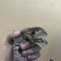 Bengal kittens for sale-3