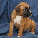 Awesome Boxer Puppies Available,-0