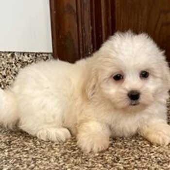 Coton De Tulears Puppies